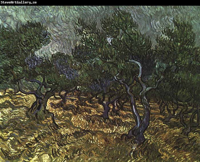 Vincent Van Gogh The Olive Grove